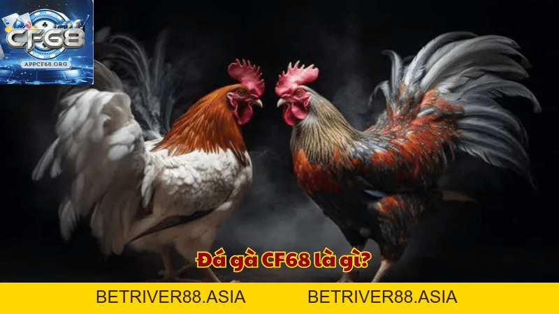 Đá gà CF68 - Trải nghiệm cá cược hấp dẫn với tỷ lệ thắng cao