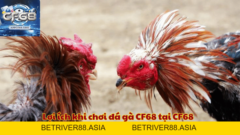 Đá gà CF68 - Trải nghiệm cá cược hấp dẫn với tỷ lệ thắng cao